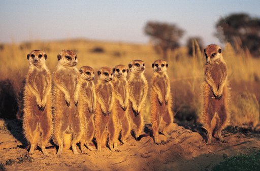 If you can see this you are missing these meerkats